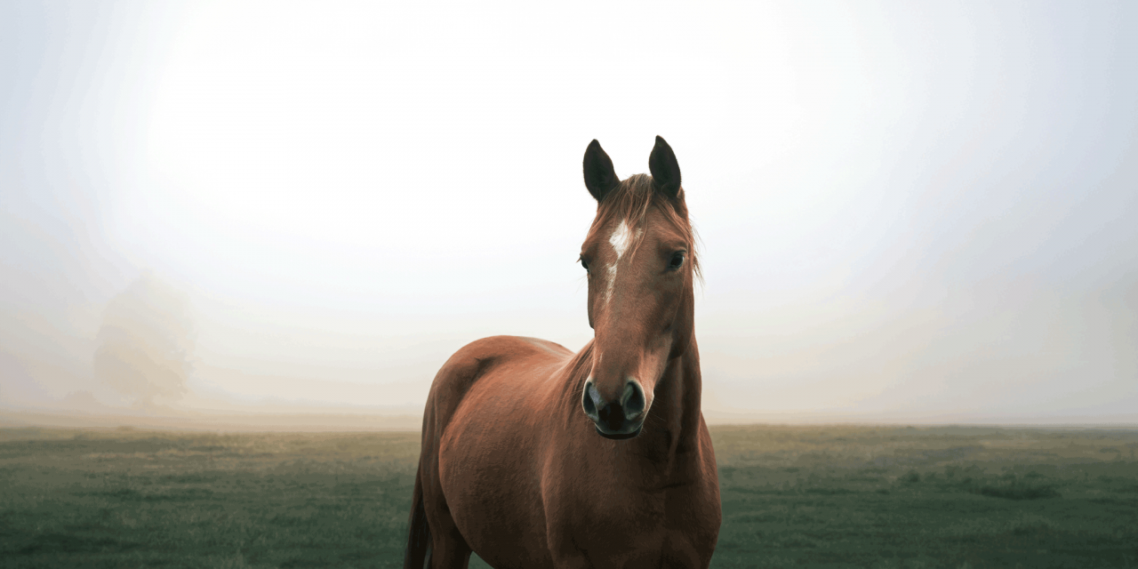 Horse Centar Lanterna