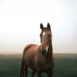 Ausflug zum Pferdezentrum Lanterna als Tagesausflug von ihrem Ferienhaus in Istrien, Villa Verde Visnjan