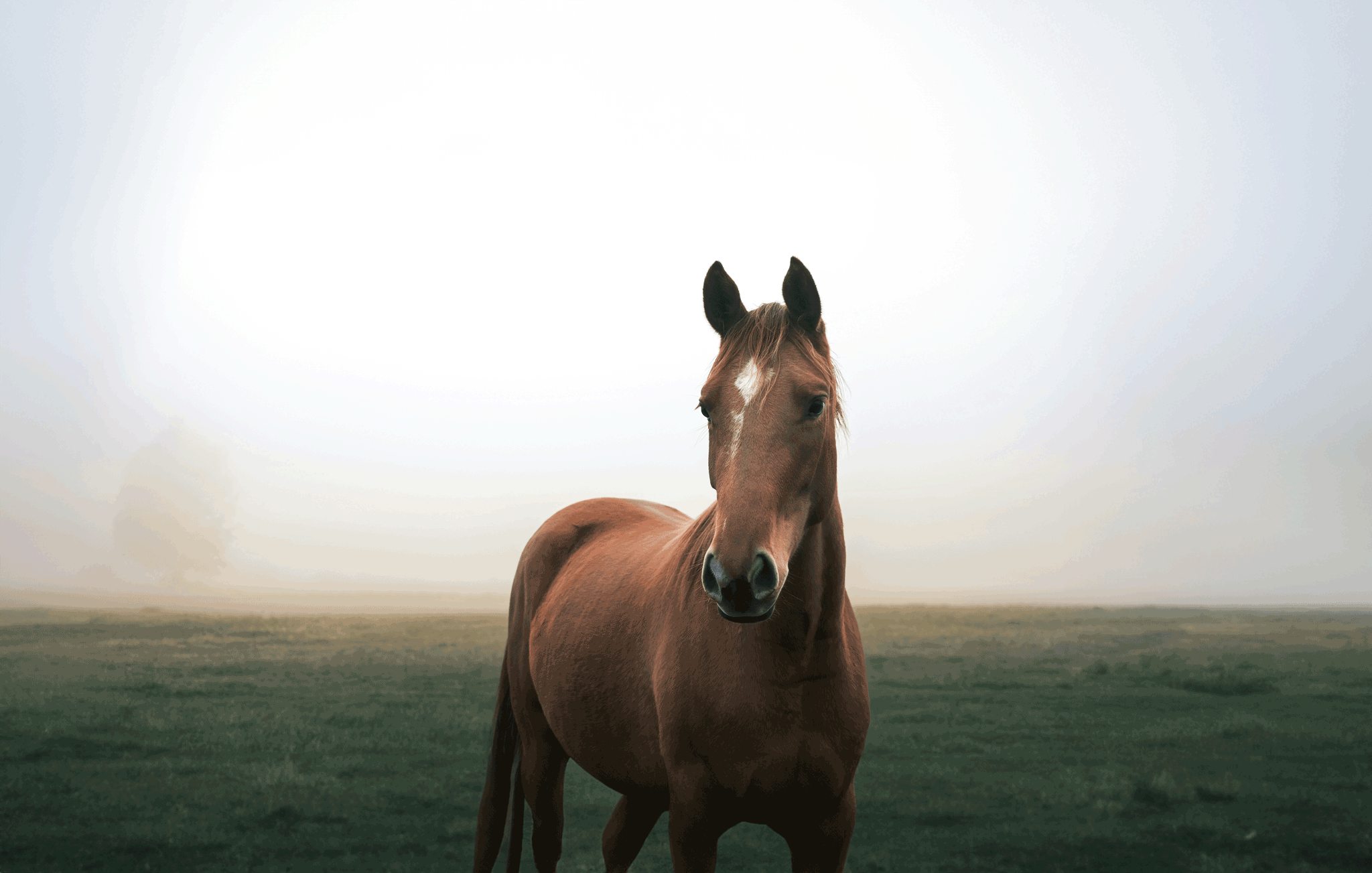 Pferdezentrum_Lanterna_Ferienhaus_Visnjan_istrien Ausflug zum Pferdezentrum Lanterna als Tagesausflug von ihrem Ferienhaus in Istrien, Villa Verde Visnjan